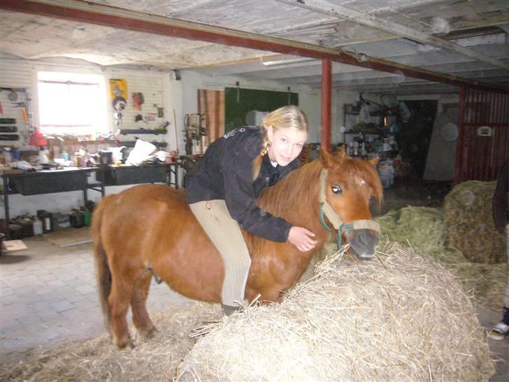 Shetlænder Ricard - Foto:Jeanne Delcke billede 18