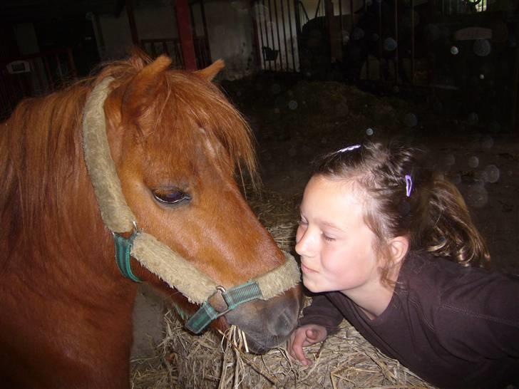 Shetlænder Ricard - foto: Jeanne Delcke  billede 19