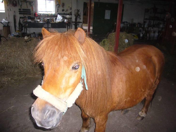 Shetlænder Ricard - foto: Jeanne Delcke  billede 20