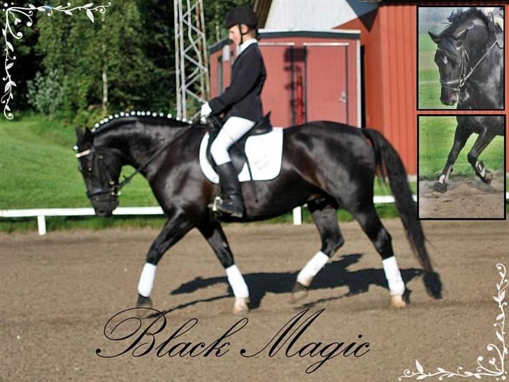 Anden særlig race Black Magic billede 17