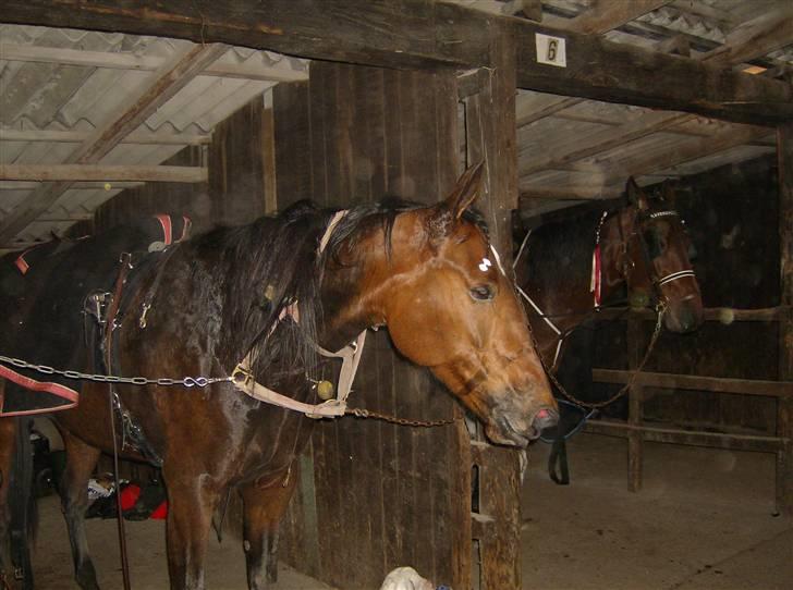 Traver JoLene T - Jolene hygger lidt inden hun skal ud og gi den gas i Ålborg!! billede 8