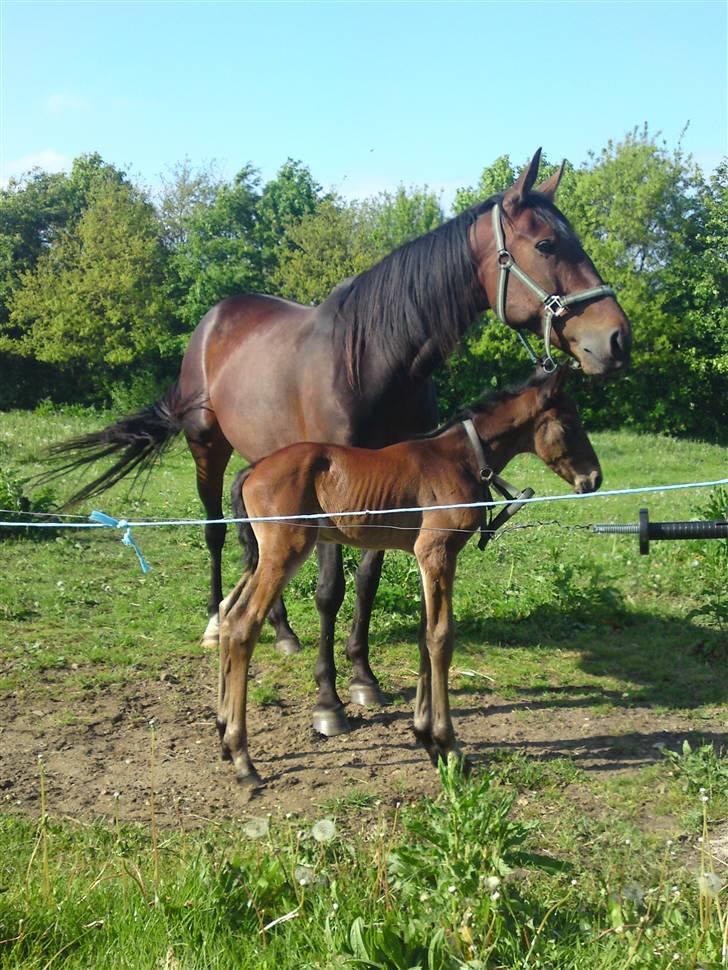 Traver JoLene T - Her er lille prinden så lige et par dage, sammen med sin stolte mor!! billede 9