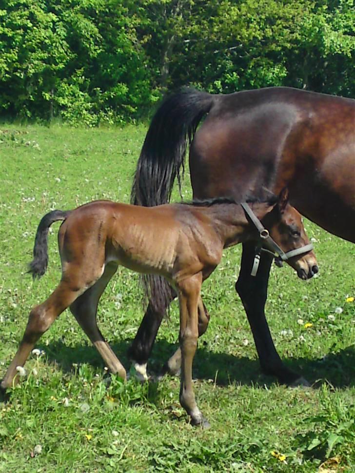 Traver *Select T* billede 1