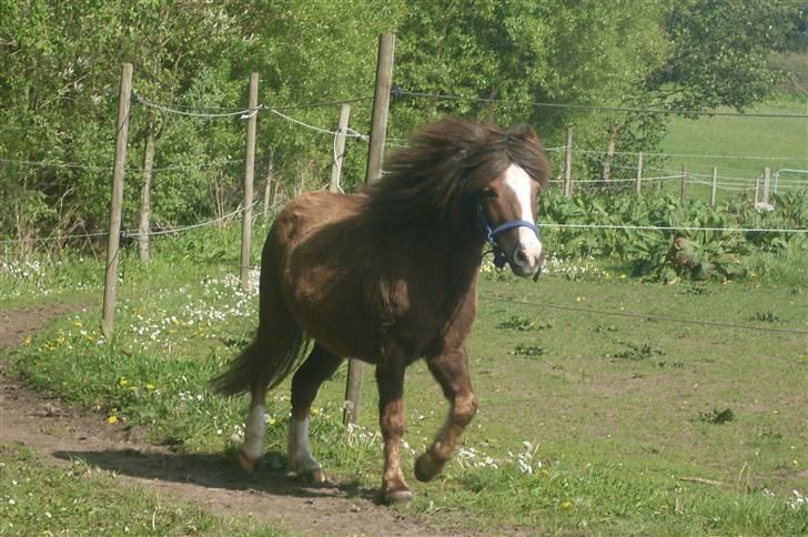Anden særlig race Piet ** PART** billede 10
