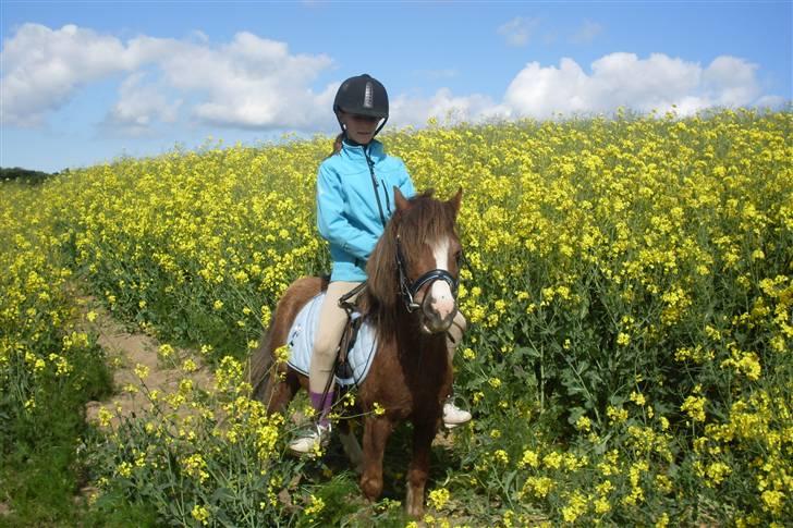 Anden særlig race Piet ** PART** billede 11