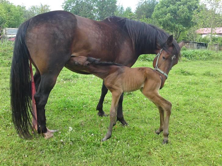 Traver *Select T* - AAh, godt med en lille tår!! billede 3