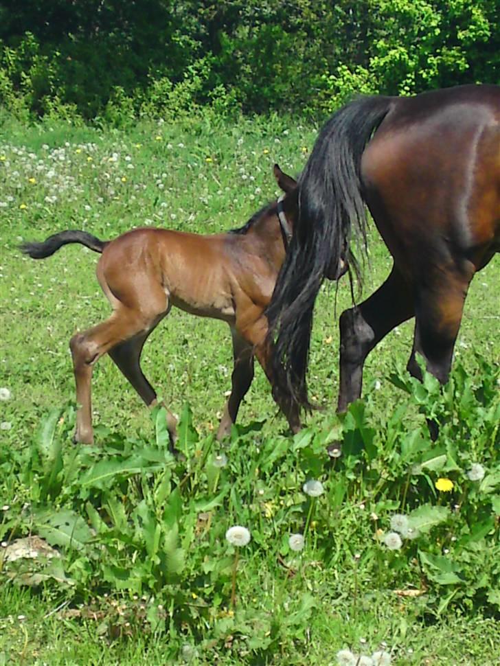 Traver *Select T* - Hey mor!! VENT!! billede 4