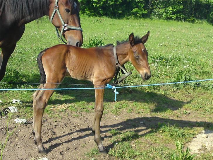 Traver *Select T* billede 5