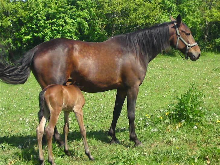 Traver *Select T* billede 6