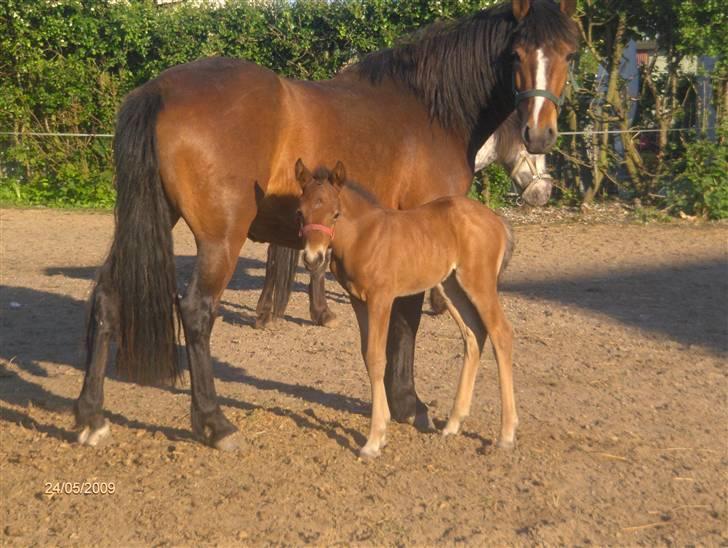 Anden særlig race Beauty billede 14