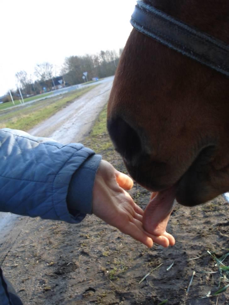 Anden særlig race Britney - April 09 billede 10