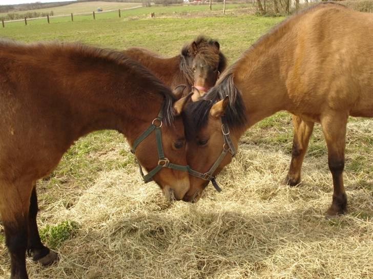 Anden særlig race Britney - April 09 - Nikolai sluttede sig til flokken, og så var der lige kort hygge i den lille ´flok´ billede 11