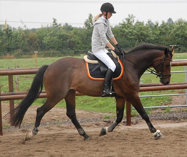 Dansk Varmblod Comtessa billede 2