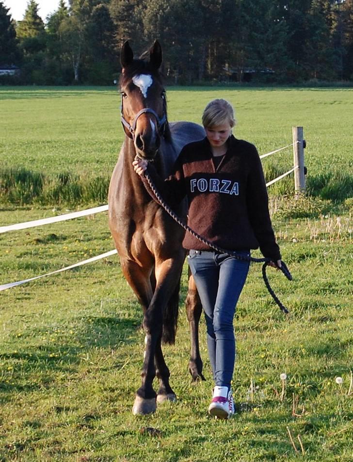 Dansk Varmblod Comtessa billede 3