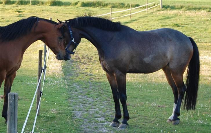 Dansk Varmblod Comtessa billede 4