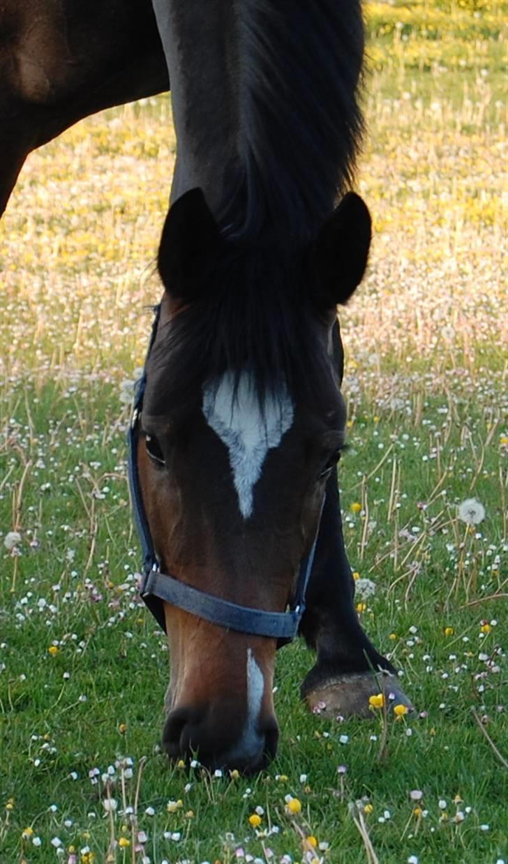 Dansk Varmblod Comtessa billede 5