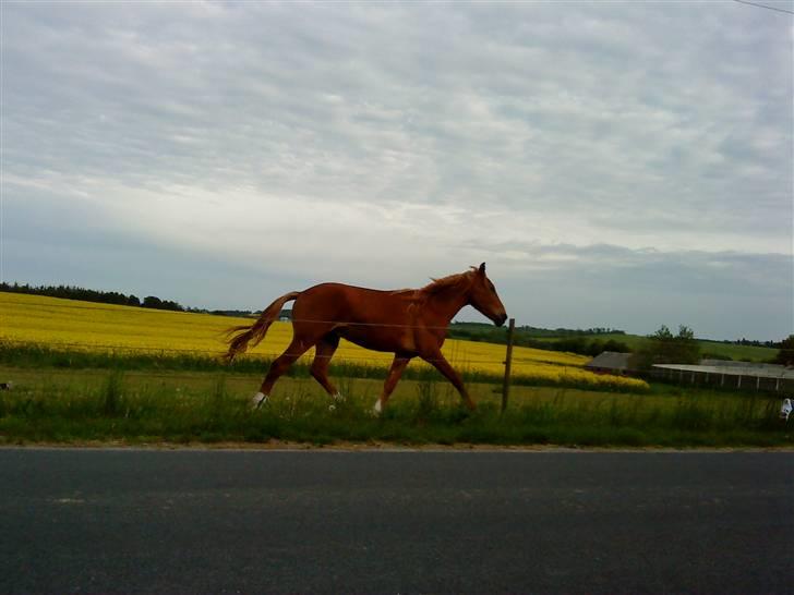 Anden særlig race Odin #SOLGT#  - GALLOP!! billede 16