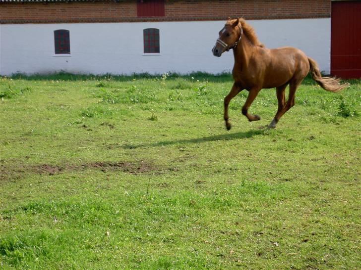 New Forest Clyde- {SOLGT} billede 8