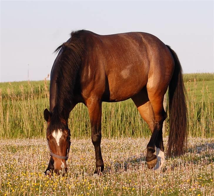 Dansk Varmblod Comtessa billede 6