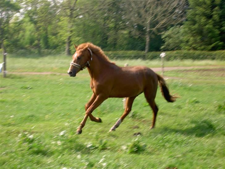 New Forest Clyde- {SOLGT} billede 9