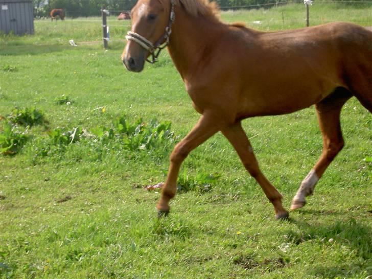 New Forest Clyde- {SOLGT} billede 10