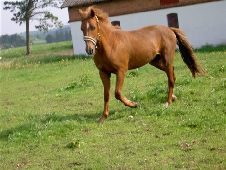 New Forest Clyde- {SOLGT} billede 11