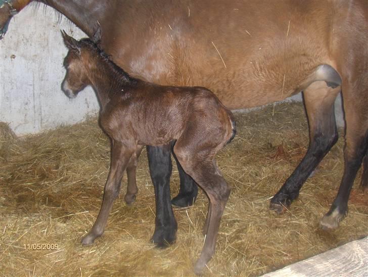 Anden særlig race Beauty billede 15