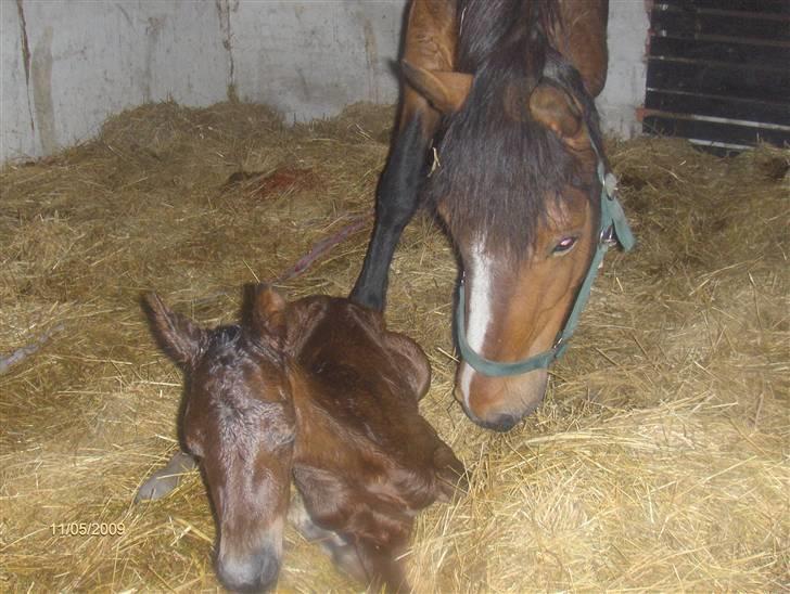 Anden særlig race Beauty billede 16
