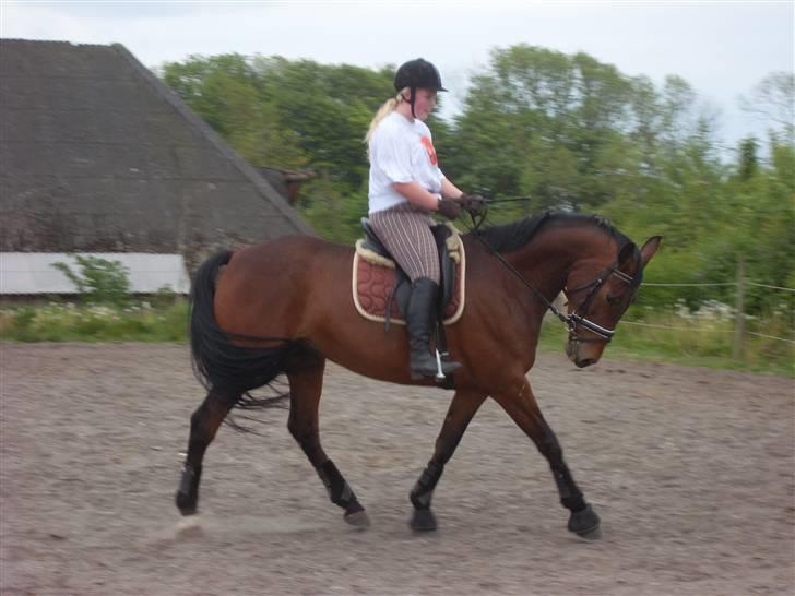 Welsh Pony af Cob-type (sec C) Fiango Junior - træning d. 21 maj (: billede 13