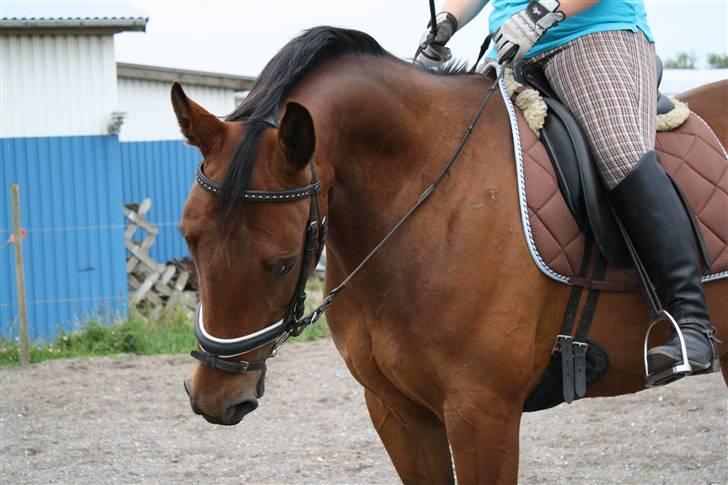 Welsh Pony af Cob-type (sec C) Fiango Junior - træning d. 29 juli billede 14