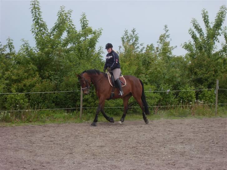 Welsh Pony af Cob-type (sec C) Fiango Junior - træning d. 21 maj (: billede 15