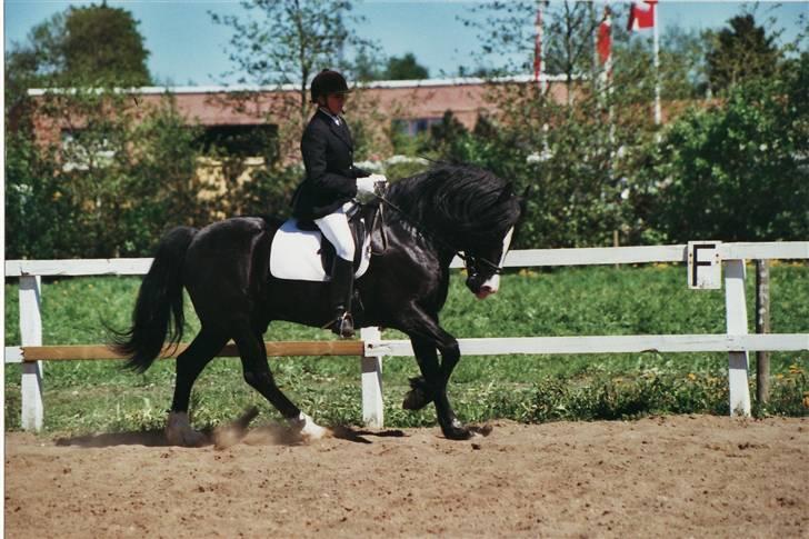 Welsh Cob (sec D) Derwen True To Form (R.I.P.) billede 3