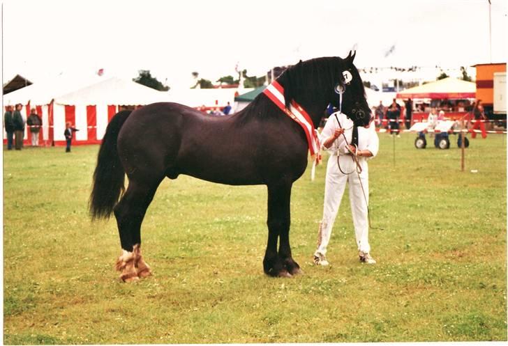 Welsh Cob (sec D) Derwen True To Form (R.I.P.) - "Skuets Bedste Hingst" - Østjysk Fællesskue 2002 billede 6