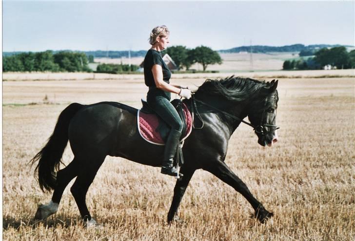 Welsh Cob (sec D) Derwen True To Form (R.I.P.) billede 8