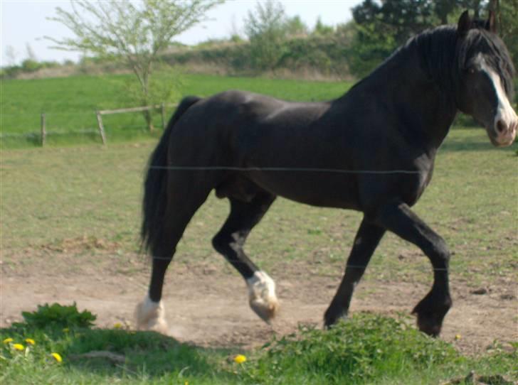 Welsh Cob (sec D) Derwen True To Form (R.I.P.) - Sommer 2009 billede 9