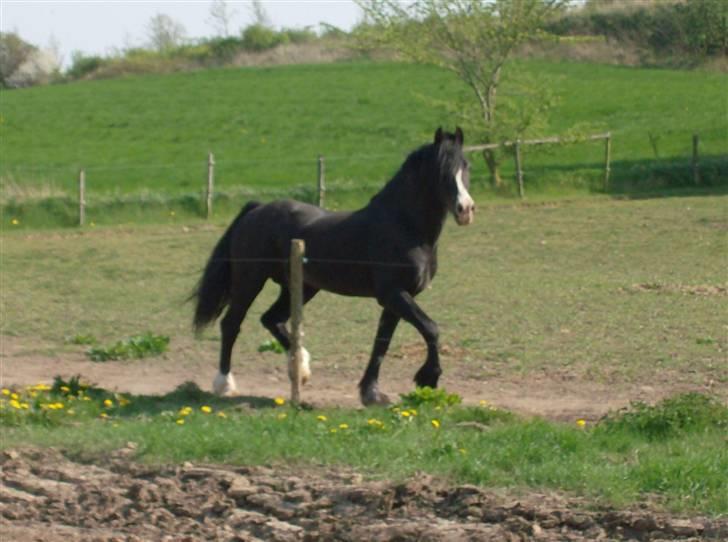 Welsh Cob (sec D) Derwen True To Form (R.I.P.) - Sommer 2009 billede 10