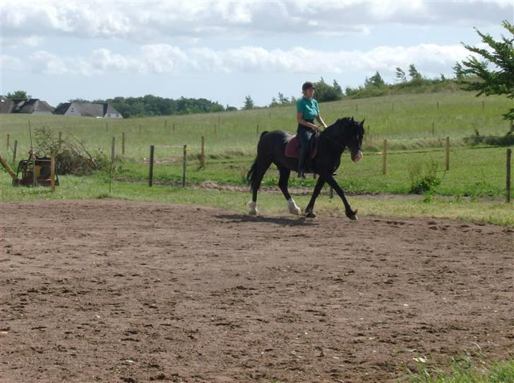 Welsh Cob (sec D) Derwen True To Form (R.I.P.) billede 12