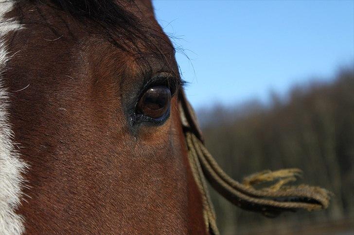 Dansk Varmblod Lindelygaards Royal L RIP - Velkommen! Royal vinter 2011 billede 1
