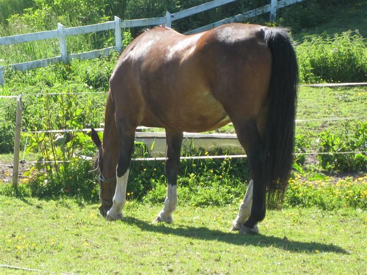 Dansk Varmblod Lindelygaards Royal L RIP - Royal maj 2009 billede 2