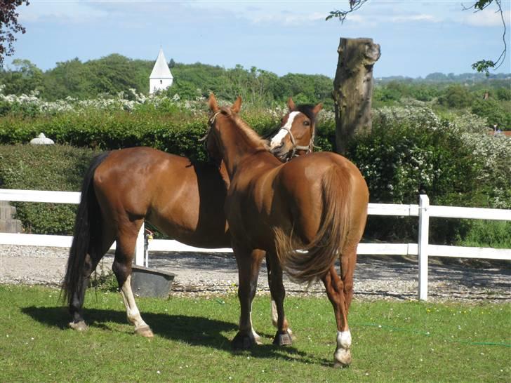 Dansk Varmblod Lindelygaards Royal L RIP - Royal og hendes gode foldkammerat maj 2009 billede 3