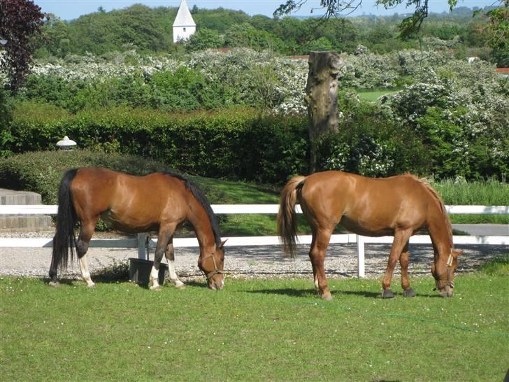 Dansk Varmblod Lindelygaards Royal L RIP - Royal og hendes gode foldkammerat maj 2009 billede 4