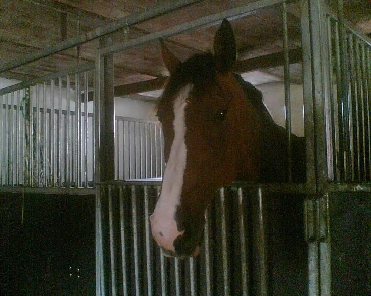 Dansk Varmblod Lindelygaards Royal L RIP - Royal på stald 2008 billede 5