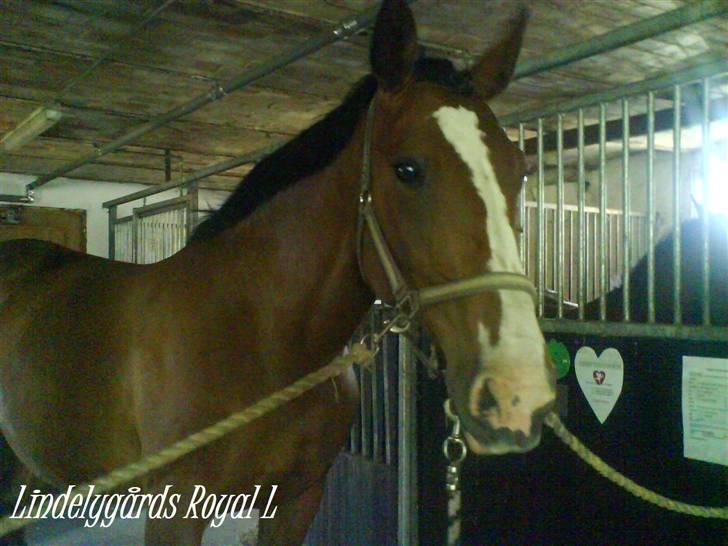 Dansk Varmblod Lindelygaards Royal L RIP - Royal shinet op til fotosession 2008 billede 6