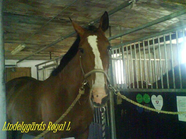 Dansk Varmblod Lindelygaards Royal L RIP - Royal shinet op til fotosession 2008 billede 7