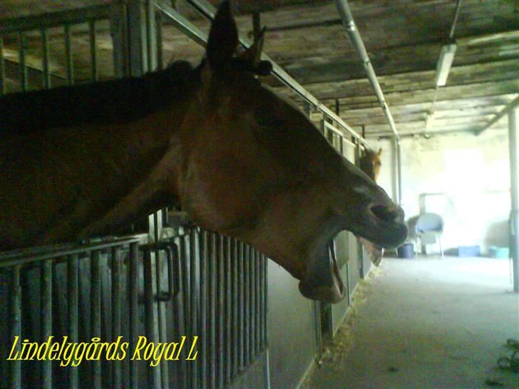 Dansk Varmblod Lindelygaards Royal L RIP - Royal synes er pænt kedeligt at være model 2008 billede 8