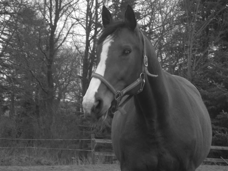 Dansk Varmblod Lindelygaards Royal L RIP - Royal i de kølige vintervejr 2009 billede 9