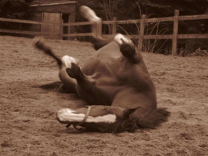 Dansk Varmblod Lindelygaards Royal L RIP - Rulle rulle - 2009 billede 10