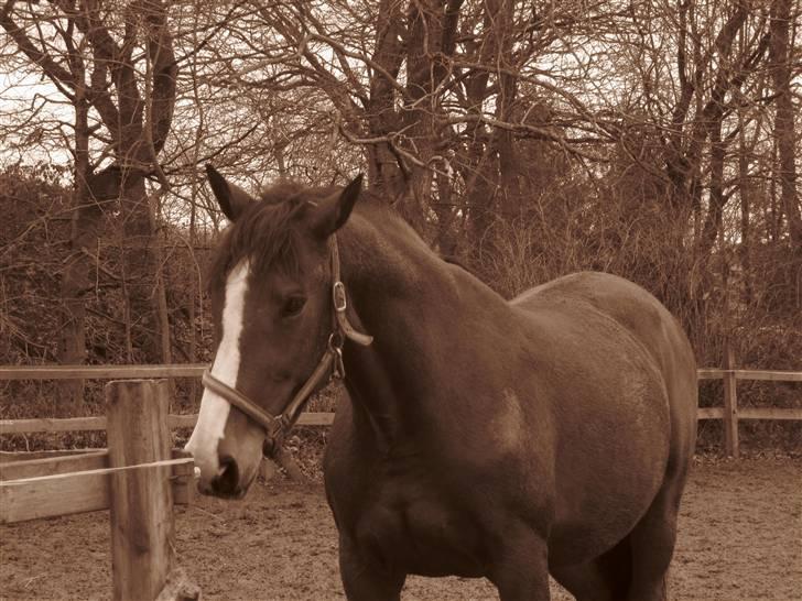 Dansk Varmblod Lindelygaards Royal L RIP - 2009 billede 11