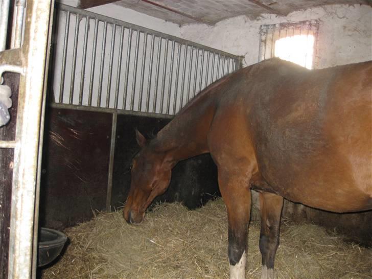 Dansk Varmblod Lindelygaards Royal L RIP - Godt beskidt i sin boks, lige kommet ind - vinter 2009 billede 12