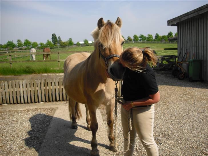 Fjordhest Herkules <3 billede 7